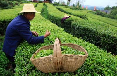 多喝茶，生活更美好——2020年全球茶葉消費量將超600萬噸